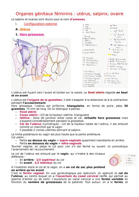 Organes génitaux externes